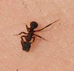 Cyphomyrmex rimosus