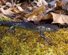 Ambystoma jeffersonianum