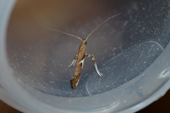 Caloptilia stigmatella