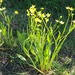 Ranunculus alismifolius - Photo (c) Steve Ansell, μερικά δικαιώματα διατηρούνται (CC BY-NC), uploaded by Steve Ansell