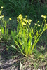 Plantainleaf Buttercup - Photo (c) Steve Ansell, some rights reserved (CC BY-NC), uploaded by Steve Ansell