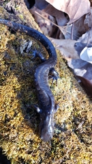 Ambystoma jeffersonianum
