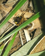 Bombus terrestris lusitanicus
