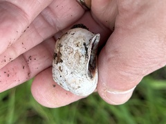 Otala lactea