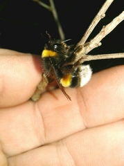 Bombus terrestris lusitanicus