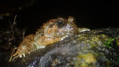 Limnonectes fujianensis