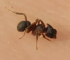 Cyphomyrmex rimosus