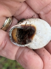 Otala lactea