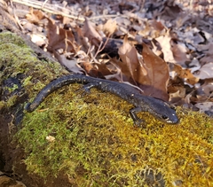 Ambystoma jeffersonianum