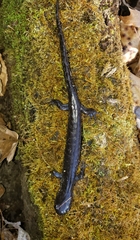 Ambystoma jeffersonianum