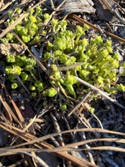 Euphorbia ipecacuanhae