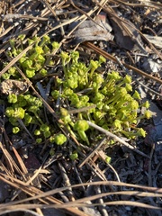 Euphorbia ipecacuanhae