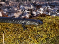 Ambystoma jeffersonianum