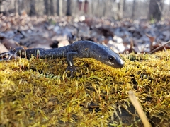 Ambystoma jeffersonianum