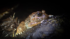 Limnonectes fujianensis