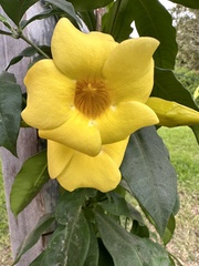 Allamanda cathartica