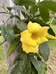 Allamanda cathartica
