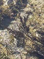 Sargassum muticum