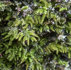 Claopodium crispifolium