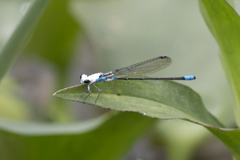 Acanthagrion lancea