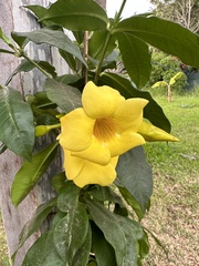 Allamanda cathartica