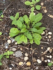 Youngia japonica