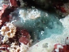 Haliclona caerulea