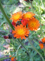 Pilosella aurantiaca