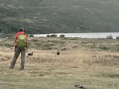 Caracara plancus plancus