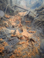 Gallionellaceae