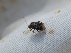 Charagochilus gyllenhalii