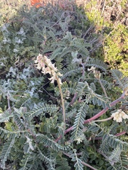 Astragalus nuttallii