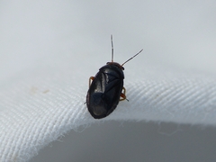 Strongylocoris