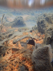 Gallionellaceae