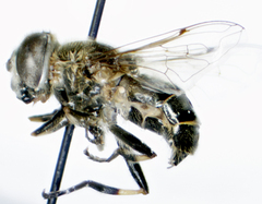 Eristalis dimidiata