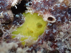 Aplysilla sulfurea