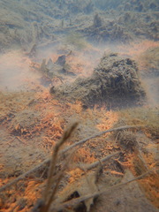 Gallionellaceae