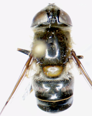 Eristalis dimidiata