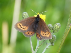 Erebia epiphron