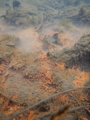 Gallionellaceae
