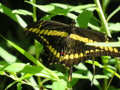Heraclides thoas brasiliensis