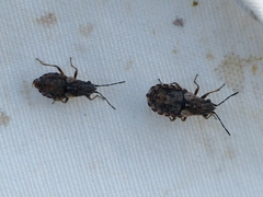 Nithecus jacobaeae