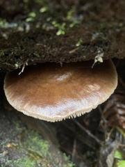Pluteus exilis