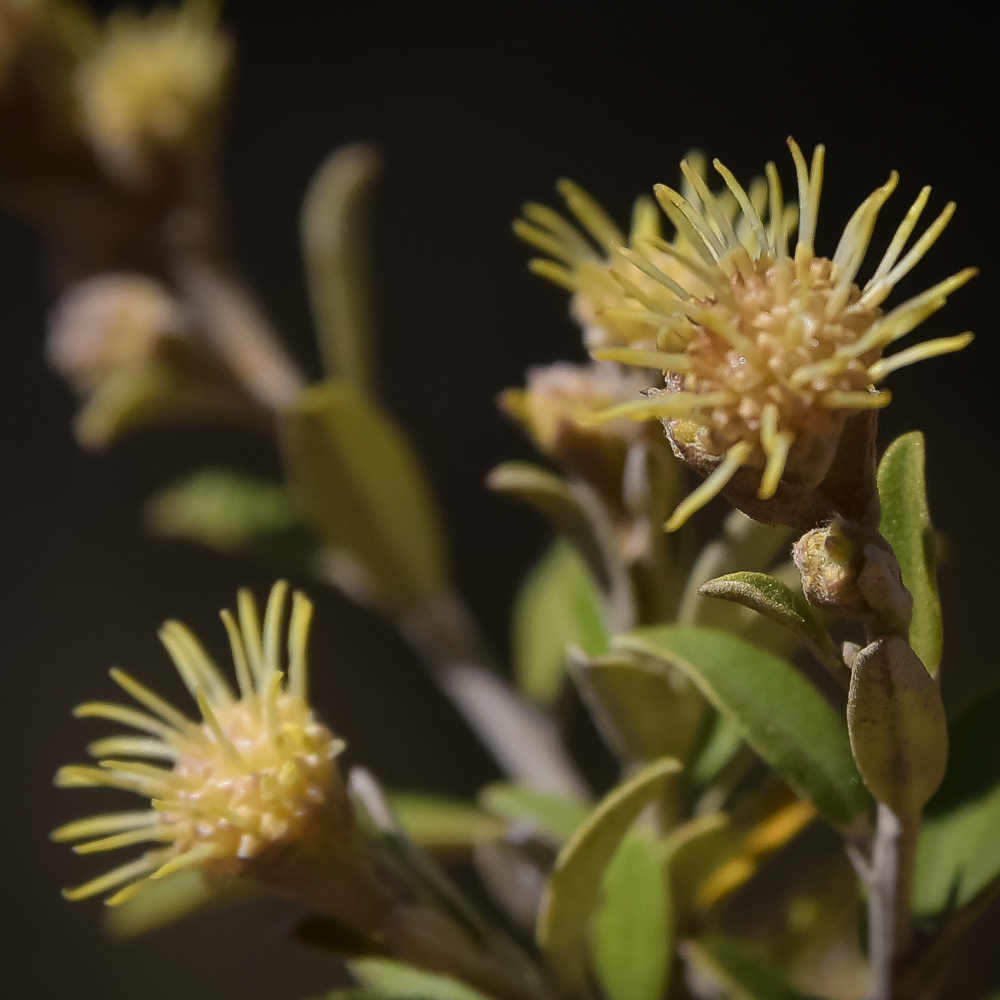 Smallleaf Camphorbush from Mavis Bank Farm, Kloppers Hoek Valley. EC ...