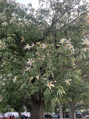 Ceiba chodatii