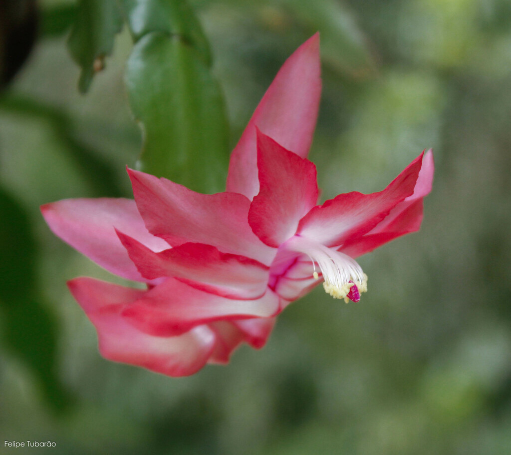 Schlumbergera bridgesii — a easy houseplant, prefers partial sun light
