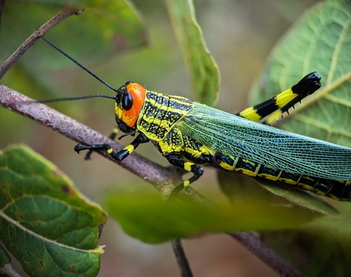 Zoniopoda danottei