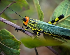 Zoniopoda danottei