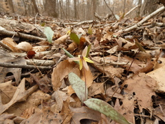 Erythronium umbilicatum