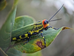 Zoniopoda danottei